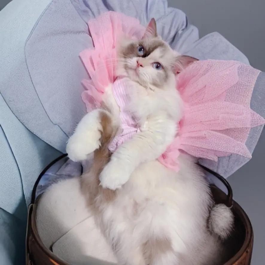 The Birthday Party Of Nupy